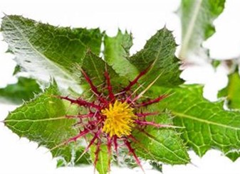 خواص خار مقدس