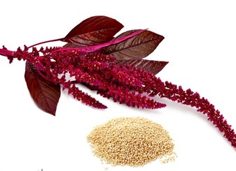 خواص تاج خروس