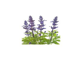 خواص مریم گلی