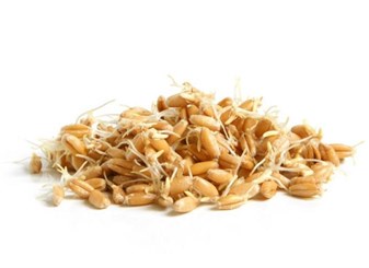 خواص جوانه گندم