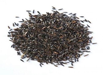 خواص بالنگو